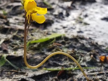 Common bladderwort