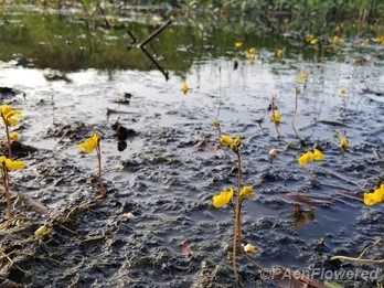 Plant form & habitat