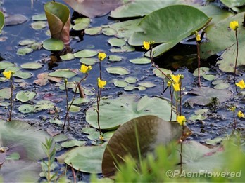 Plants in flower