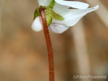 Characteristic red peduncle