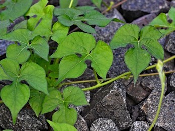 Leaves