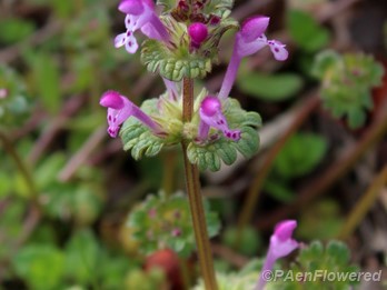 Common henbit
