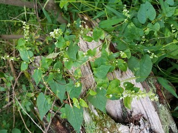 Climbing false-buckwheat
