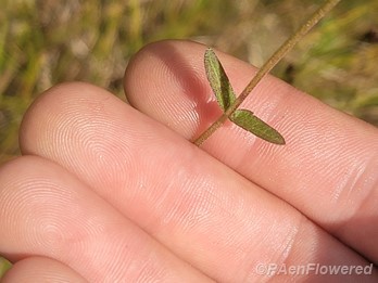 Leaf below flowers