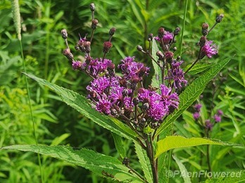 Plant in flower