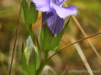 Opening flowers