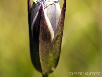 Flower bud