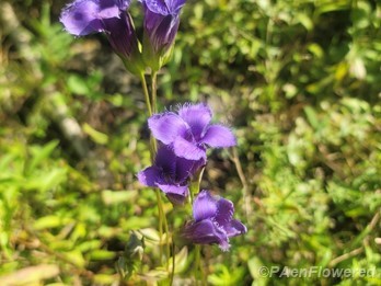 Plant in flower