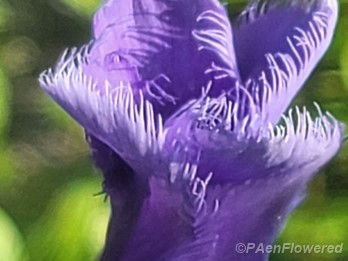 Petals