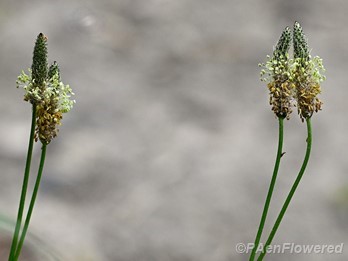 Inflorescences