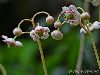 Plants in flower