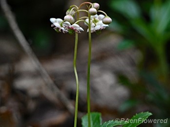 Plant form