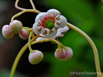 Flowers & buds