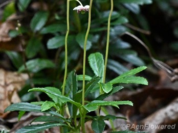 Plants in flower