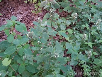 Habitat and Plant form