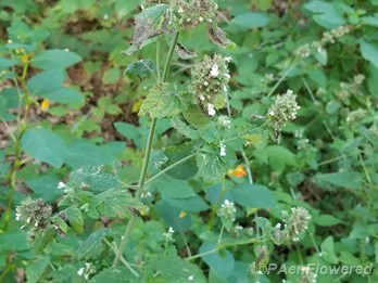 Leaves and inflorescences