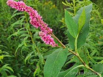 Plant in flower