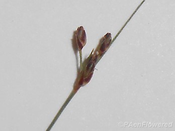 Close-Up of spikelets