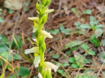 Early inflorescence