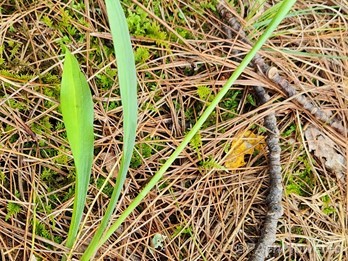 Leaves and stem