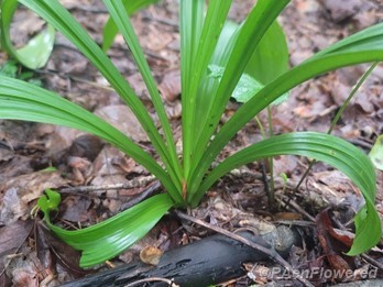 Foliage 