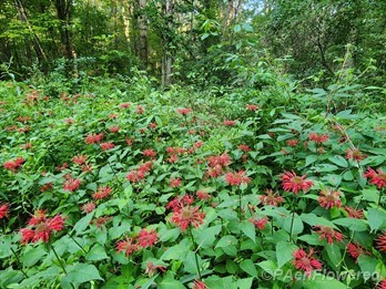 Plants in flower