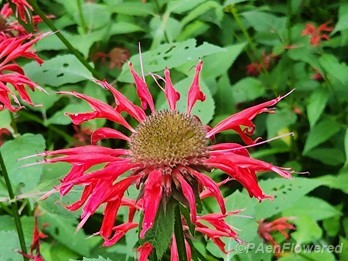 Forming seedhead