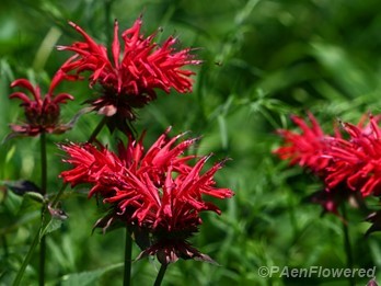 Plants in flower