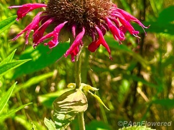 Early seedhead