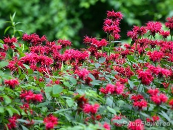 Plants in flower