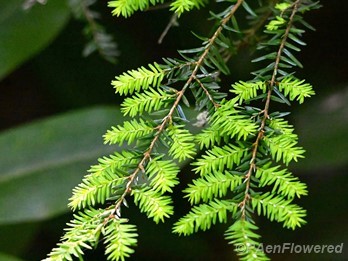 New growth