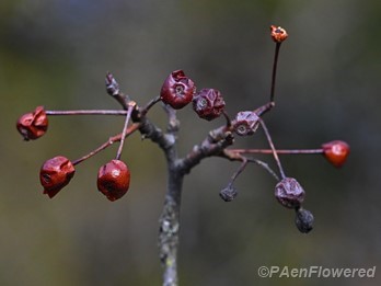 Winter fruit