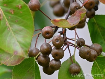 Plant in fruit