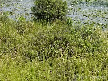 Plants in flower in habitat