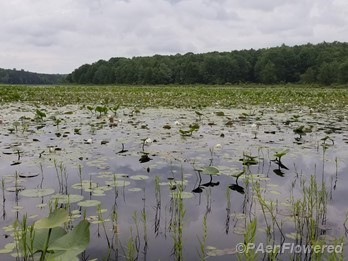Water lily habitat