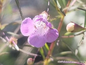 Slender False Foxglove
