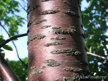 Bark