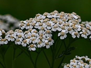 Inflorescences