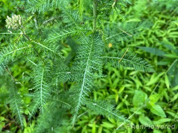 Yarrow leaf form