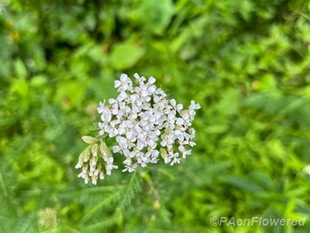 Yarrow flower form 