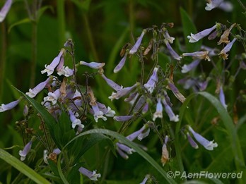 Plants in flower
