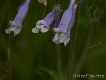 Plant in flower