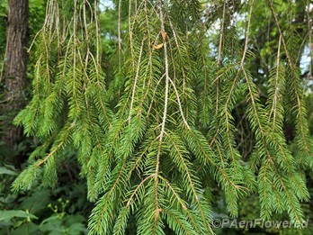 Norway spruce