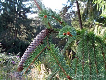 Branch with cone