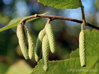Young staminate catkins