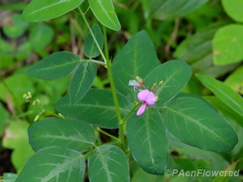 Panicled ticktrefoil