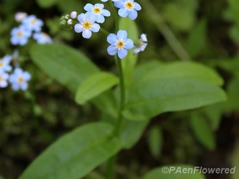 True forget-me-not