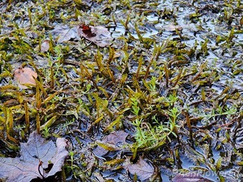 Common Water-Moss