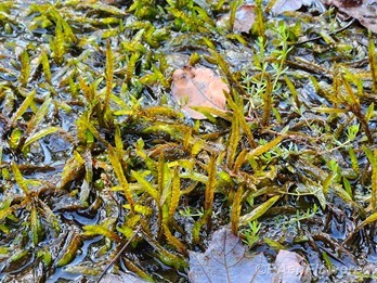 Plant form