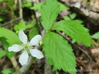 Plant in flower